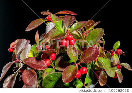 Gaultheria procumbens on a black background Gaultheria procumbens on a black background 109262038