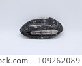 orthoceras fossil 109262089