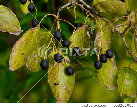 木犀科植物橢圓形黑色果實 109262093
