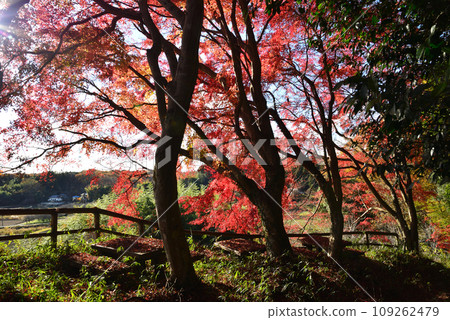 觀音山的紅葉 2022-11-24 #90 109262479