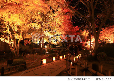 Miyagi Prefecture, Matsushima Entsuin Hospital light-up Miyagi Prefecture, Matsushima Entsuin Hospital light-up 109262656