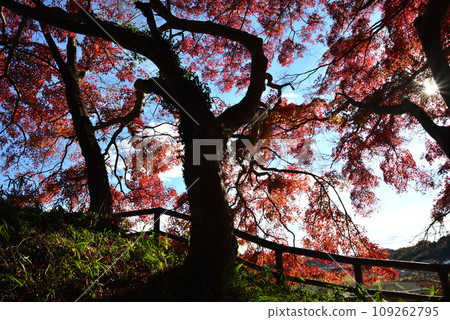 Autumn leaves of Mt. Kannon 2022-11-24 #95 Autumn leaves of Mt. Kannon 2022-11-24 #95 109262795