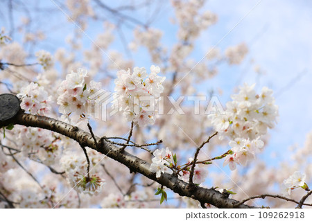 鶴舞公園櫻花名古屋市公民館 鶴舞公園櫻花名古屋市公民館 109262918