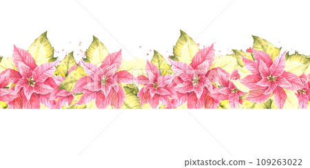 Watercolor painted seamless border, pattern of pink yellow Poinsettia Pulcherrima flowers and leaves, splashes Plant illustration for Christmas, New Year card, wrapping paper Isolated white background Watercolor painted seamless border, pattern of pink yellow Poinsettia Pulcherrima flowers and leaves, splashes Plant illustration for Christmas, New Year card, wrapping paper Isolated white background 109263022