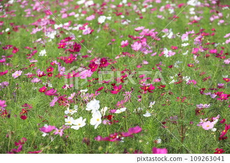 Nabana no Sato Cosmos Dahlia Nagashima Town, Kuwana, Mie Prefecture Nabana no Sato Cosmos Dahlia Nagashima Town, Kuwana, Mie Prefecture 109263041