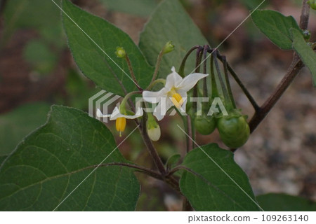 small white physalis flowers small white physalis flowers 109263140