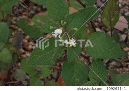 白色小酸漿花 白色小酸漿花 109263141