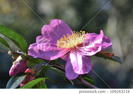 Sazanka(花帽) Sazanka(花帽) 109263216