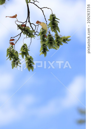 角樹果和藍天 109263556