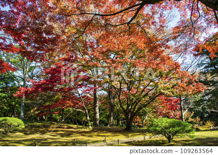 都立花園殿谷戶庭園的秋葉 109263564