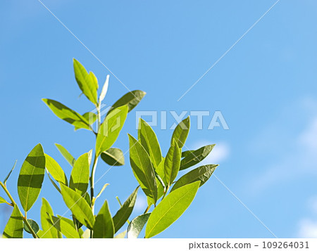 年輕的月桂葉映襯著藍天 109264031