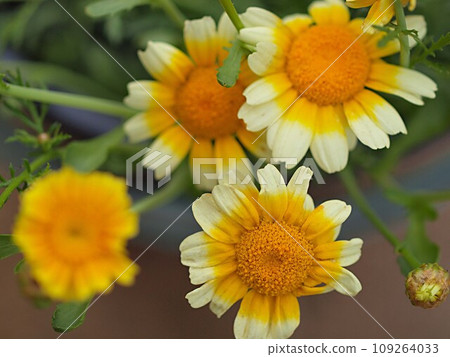 花環菊花的特寫 109264033