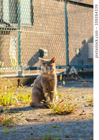 一隻貓盯著你 109264339