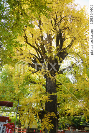 Ginkgo biloba of the devilish goddess Ginkgo biloba of the devilish goddess 109264402