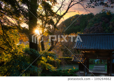 夕陽和寺門照亮的秋葉美景 109264662