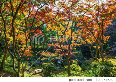 東京 殿谷戶花園(殿谷戶花園) 二郎弁天池的紅葉 都立庭園 東京 殿谷戶花園(殿谷戶花園) 二郎弁天池的紅葉 都立庭園 109264680