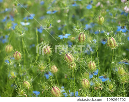 黑種草花與種子的景觀 109264702