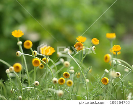 染工洋甘菊花生態攝影 109264703