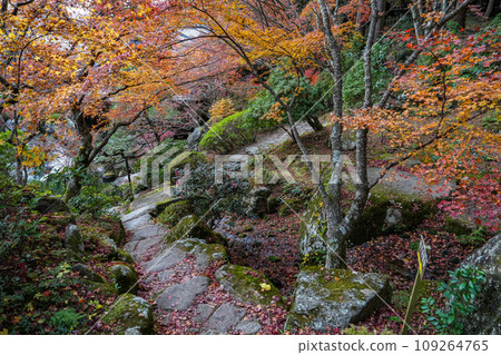 Koto Sanzan Baeksaiji Temple Autumn Koto Sanzan Baeksaiji Temple Autumn 109264765