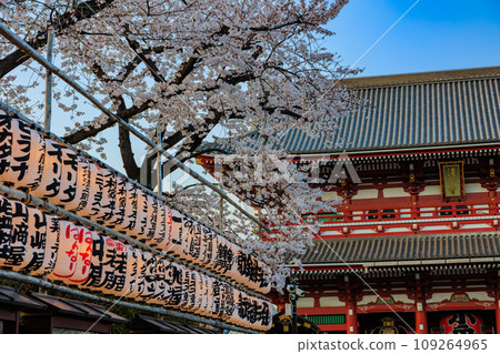 東京台東區淺草寺、寶藏門和盛開的櫻花 109264965