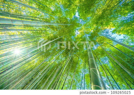 Japan's Yokohama cityscape 11 weeks down nationwide, free from coronavirus, rays of hope...View of green bamboo forest = November 30th 109265025