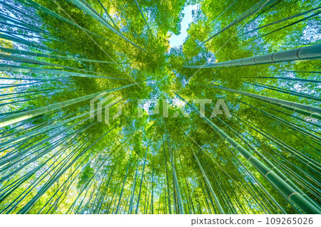 Japan's Yokohama cityscape 11 weeks down nationwide, free from coronavirus, rays of hope...View of green bamboo forest = November 30th 109265026