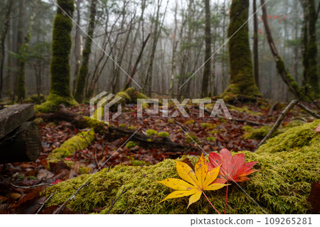 fog and late autumn forest 109265281