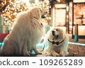 Christmas illumination large dog 109265289
