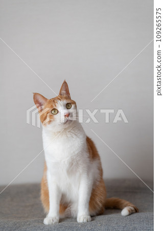 坐在貓棕色老虎白色 109265575