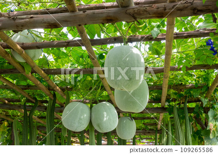 Fresh Winter melon fruits or White gourd, Winter gourd hanging in the garden. 109265586