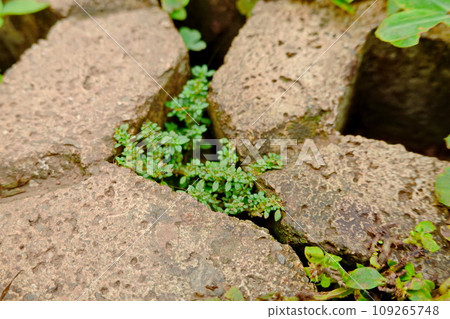 green clover growing through a hole in a concrete wall, closeup of photo green clover growing through a hole in a concrete wall, closeup of photo 109265748