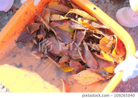 Children picking up fallen leaves on beautification day Children picking up fallen leaves on beautification day 109265840