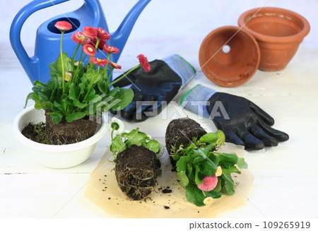 Replanting of pink flower daisy, Bellis perennis, home gardening 109265919