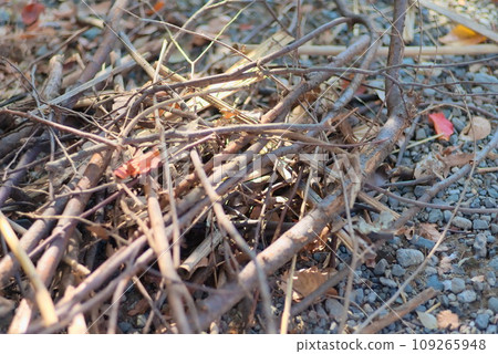 Branches piled up for a bonfire Branches piled up for a bonfire 109265948