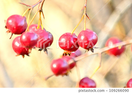 Crataegus pinnat 109266090
