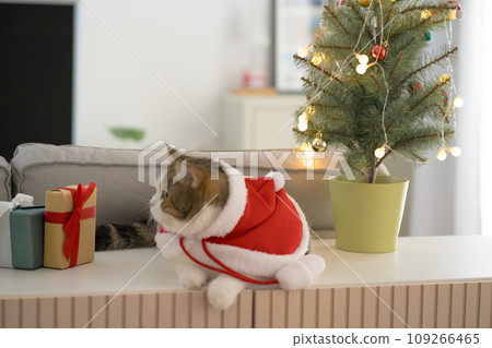 scottish cat wear christmas cloth with christmas tree and gift box in living room 109266465