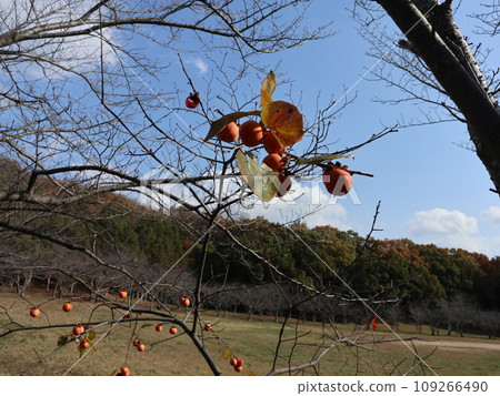 Seishin Central Park in November Kobe City Nishi Ward Park Seishin Central Park in November Kobe City Nishi Ward Park 109266490