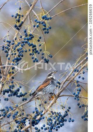 Thrush targeting blue nuts Thrush targeting blue nuts 109266659