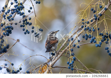 Thrush targeting blue nuts Thrush targeting blue nuts 109266661