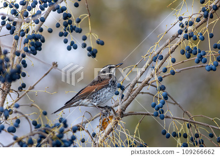 Thrush targeting blue nuts Thrush targeting blue nuts 109266662