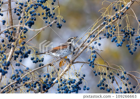 Thrush targeting blue nuts Thrush targeting blue nuts 109266663