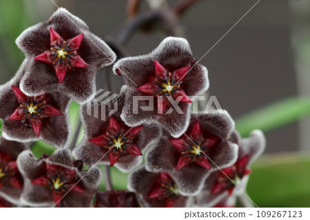 Hoya Pubicalyx Chimera Wax Plant Bloom Macro Shot 109267123
