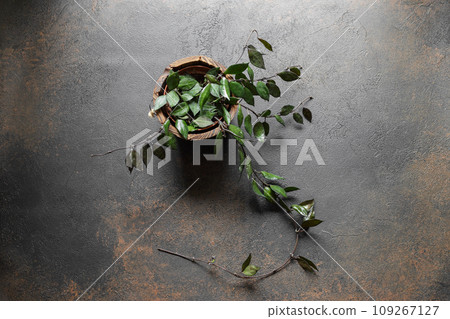Hoya Krohniana Black Leaves on Dark Background 109267127