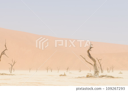 Dead Trees in Deadvlei 109267293