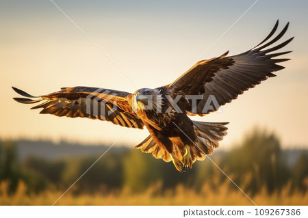 Majestic Eagle in Flight during Golden Hour Majestic Eagle in Flight during Golden Hour 109267386