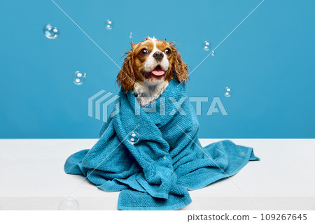 Adorable little dog with wet hair, purebred Cavalier King Charles Spaniel sitting in towel after bathing against blue studio background 109267645