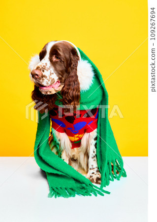 Adorable, beautiful dog, purebred English springer spaniel wearing warm scarf, sweater and headwear against yellow studio background. Winter walk 109267694