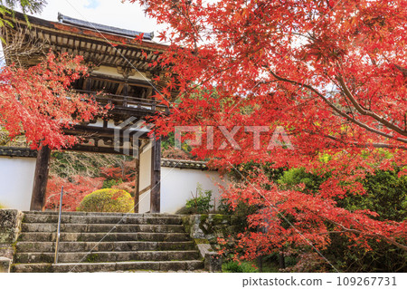 長岳寺,賞紅葉的最佳時期 長岳寺,賞紅葉的最佳時期 109267731
