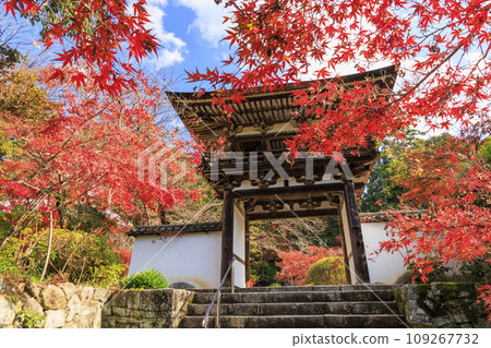 長岳寺,賞紅葉的最佳時期 長岳寺,賞紅葉的最佳時期 109267732