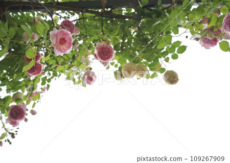 Port View Hill Park, flowers, April, May, spring, blooming, beautiful, pink, yellow, white, Yokohama, scenery, Japan, Kanagawa, sky, blue 109267909